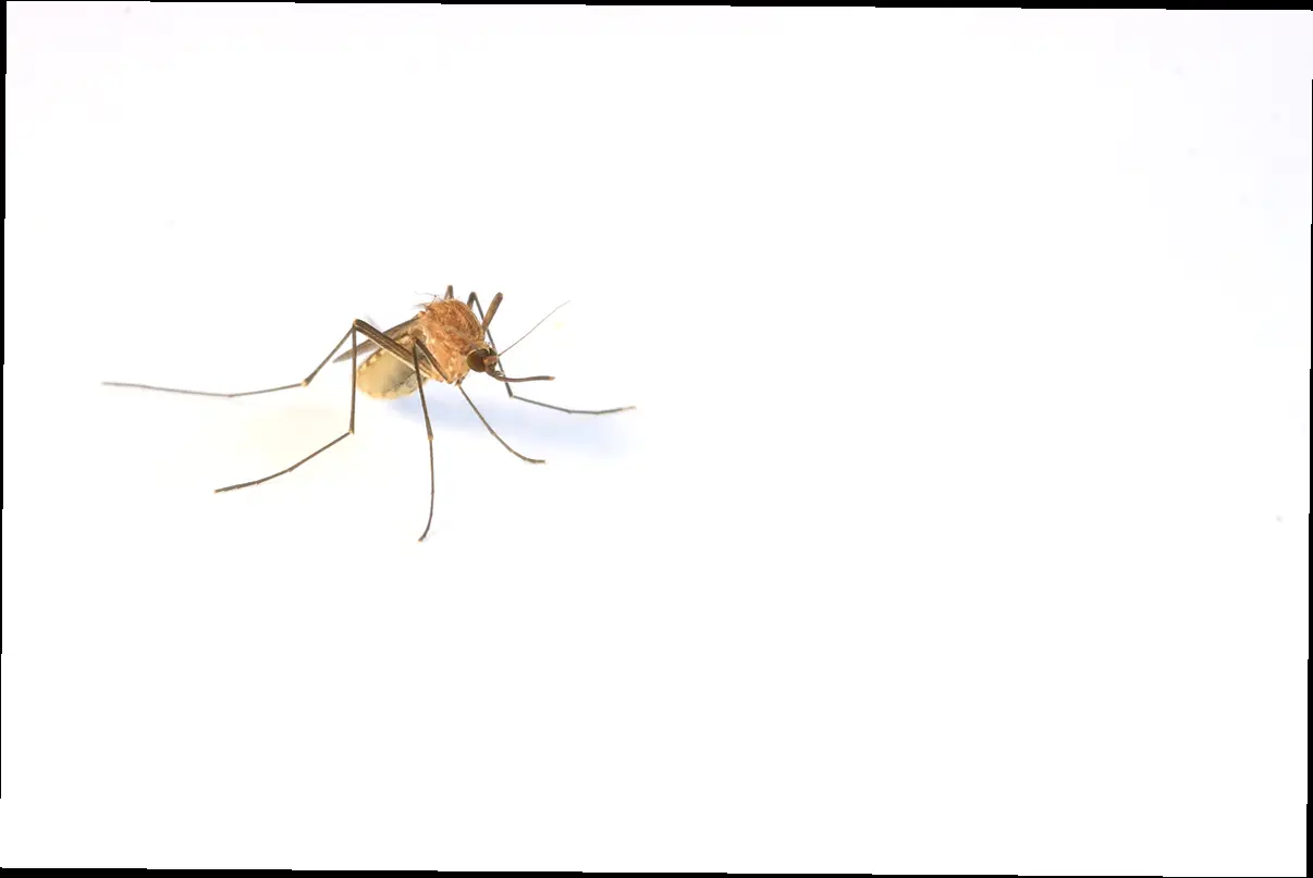😨 만만히 봤다간 큰 코 다쳐! 일본뇌염 증상, 얼마나 심각할까?